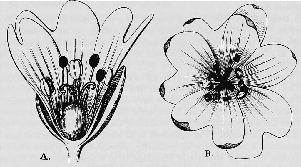 anthesis